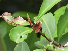 Abisara saturata
