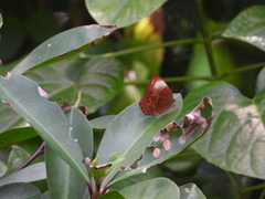 Abisara saturata
