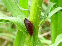 Aphrodini