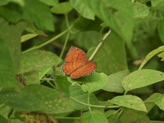Ariadne ariadne