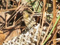 Cissia