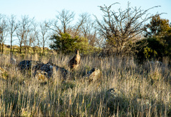 Osphranter robustus robustus
