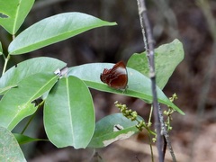 Abisara saturata