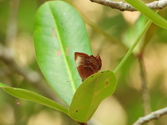Abisara saturata