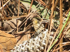 Cissia