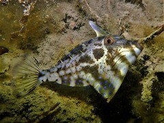 Scobinichthys granulatus