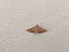 Ischnurges luteomarginalis