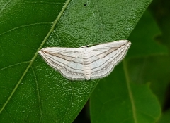 Scopula opicata