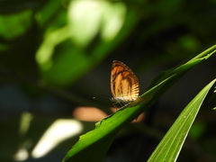Pantoporia paraka
