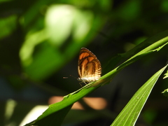 Pantoporia paraka