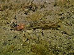 Acentrogobius pflaumii