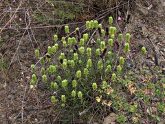 Sideritis pungens