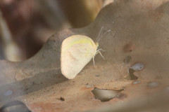 Eurema herla
