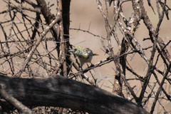 Trachyphonus darnaudii usambiro