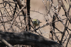 Trachyphonus darnaudii usambiro