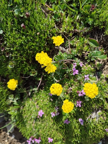 Alyssum repens, photograph 6