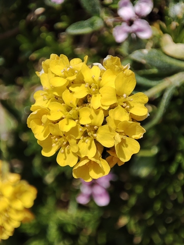 Alyssum repens, photograph 4