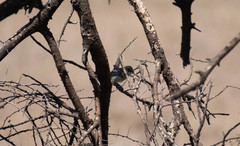 Trachyphonus darnaudii usambiro