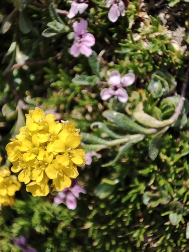 Alyssum repens, photograph 5