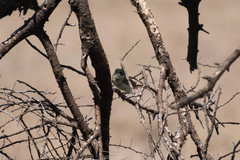 Trachyphonus darnaudii usambiro