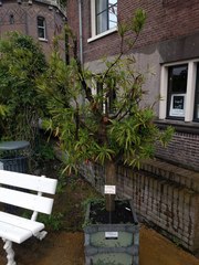 Podocarpus neriifolius