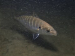 Pseudocaranx