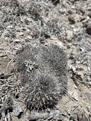 Mammillaria hutchisoniana hutchisoniana