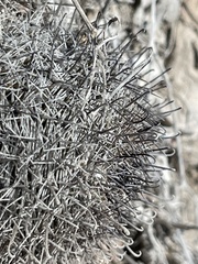 Mammillaria hutchisoniana hutchisoniana