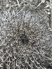 Mammillaria hutchisoniana hutchisoniana
