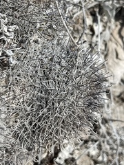 Mammillaria hutchisoniana hutchisoniana