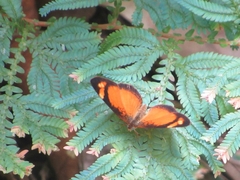 Tegosa anieta
