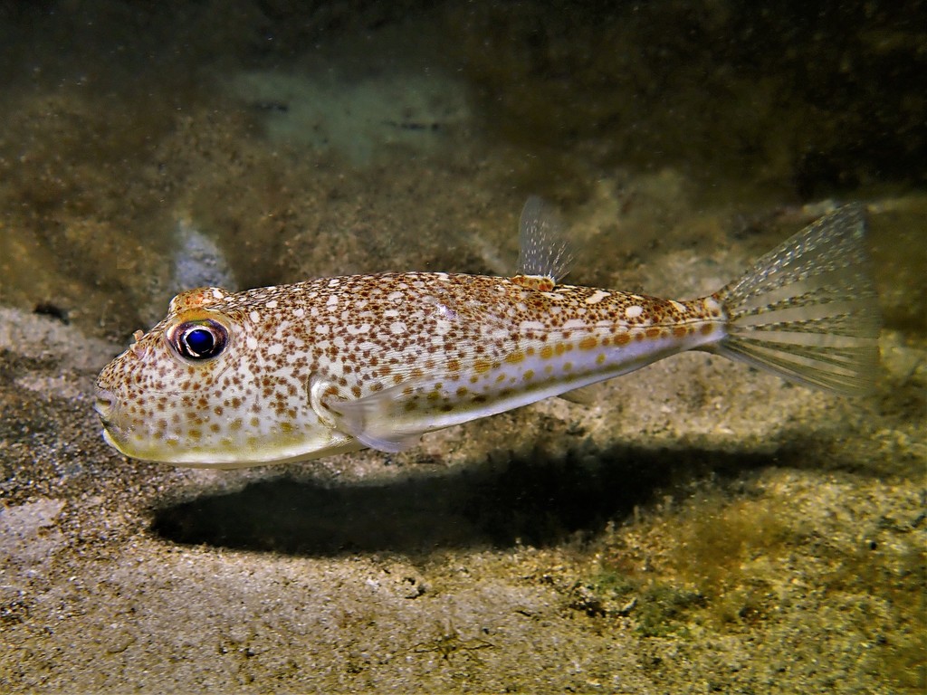 Hick's Toadfish