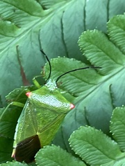 Acanthosoma labiduroides
