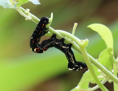 Theretra oldenlandiae