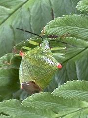 Acanthosoma labiduroides
