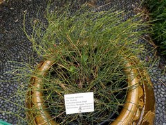 Ephedra sinica