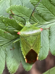 Acanthosoma labiduroides