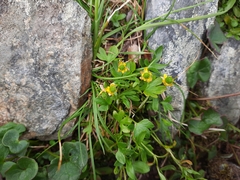 Ranunculus pygmaeus