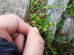 Ranunculus pygmaeus