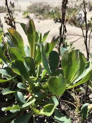 Solidago spathulata
