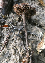 Auriscalpium umbella