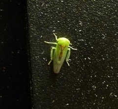 Viridicerus ustulatus