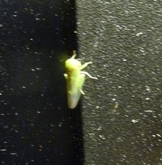 Viridicerus ustulatus