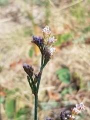 Limonium gmelinii