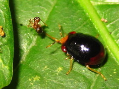 Geocoris varius