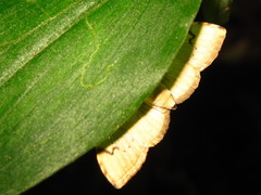 Neoanalthes contortalis