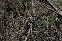 Trachyphonus darnaudii usambiro