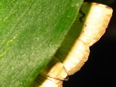 Neoanalthes contortalis