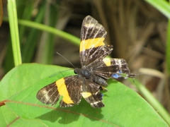 Ancyluris inca inca