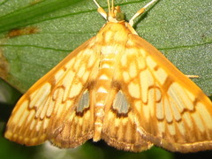 Neoanalthes contortalis